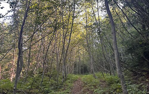 Petgill Lake Trail