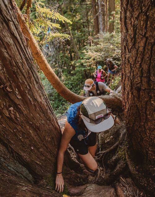 A group of people hiking around trees