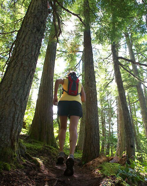 a hiker running through the forest