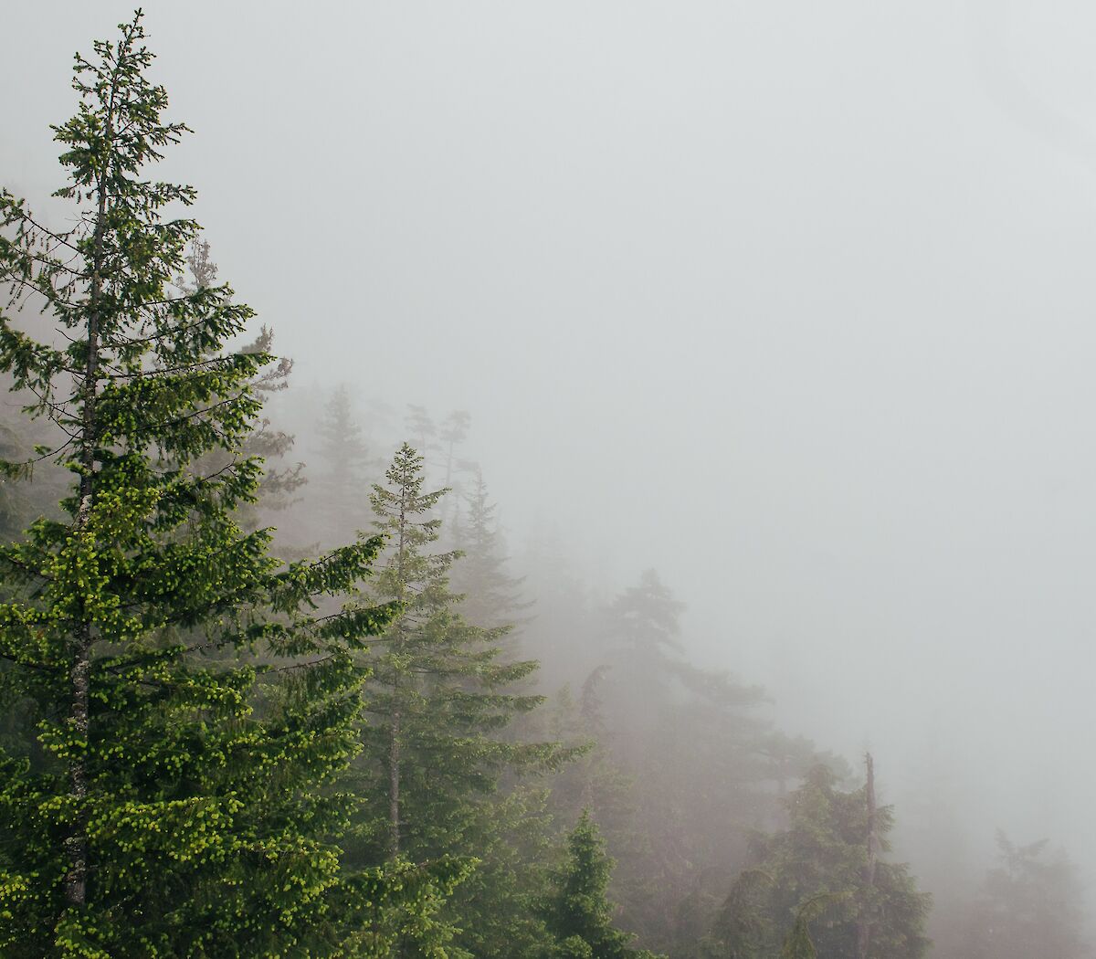 misty trees