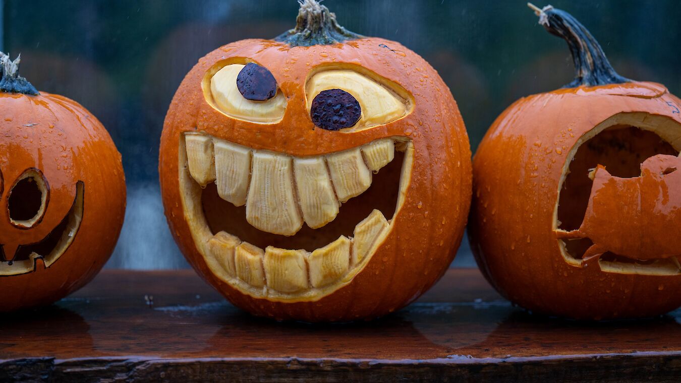 a lineup of carved pumpkins
